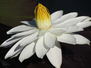 nocturnal waterlily