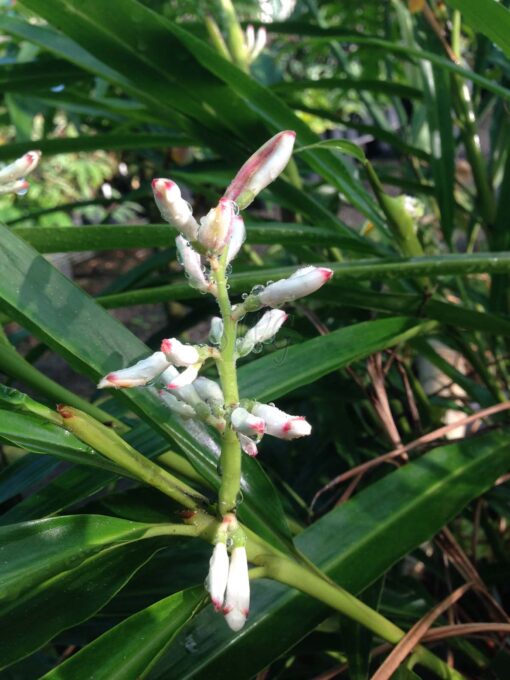 Alpinia Sp. Shell Ginger