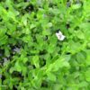 Bacopa monniera (Brahmi) Memory Herb