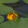 nuphar lutea pond lily