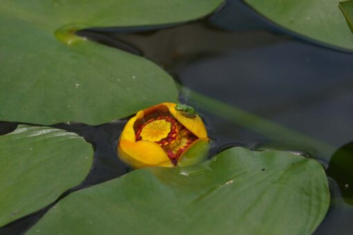 nuphar lutea pond lily