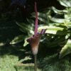 AMORPHOPHALLUS konjac Voodoo Plant produces flowers up to 25cm in diameter and a leaf 25cm across, divided into numerous leaflets.