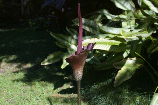AMORPHOPHALLUS konjac Voodoo Plant produces flowers up to 25cm in diameter and a leaf 25cm across, divided into numerous leaflets.