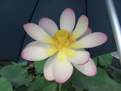 Nelumbo Lotus Carolinia Queen