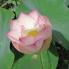 Nelumbo Lotus nucifera Paleface