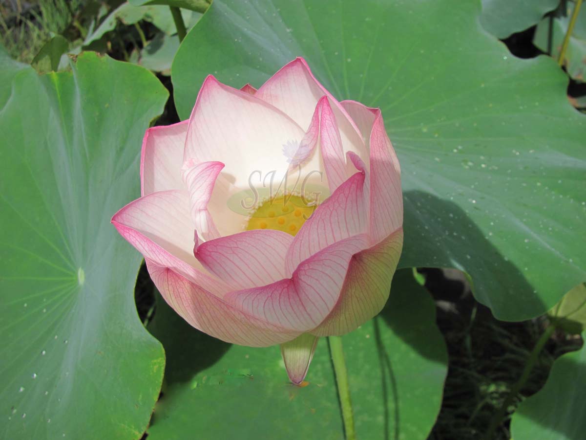 Nelumbo Lotus nucifera Paleface