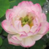 Nelumbo Lotus Miniature Pink Bowl Lotus