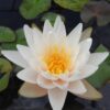 waterlily miniature Walter Pagels