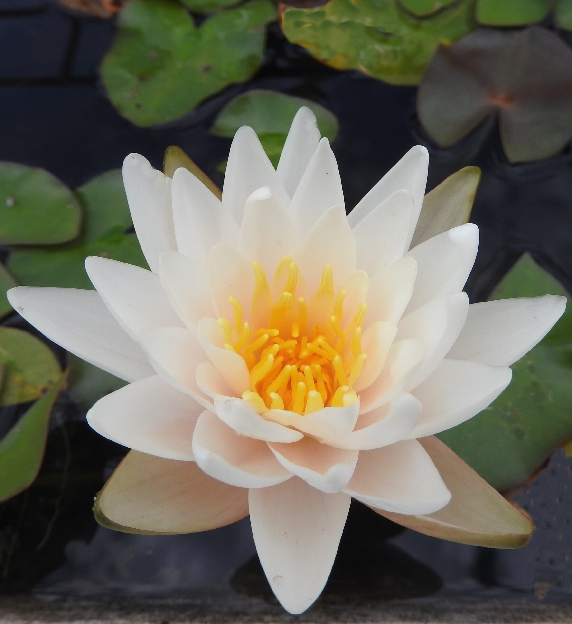 waterlily miniature Walter Pagels