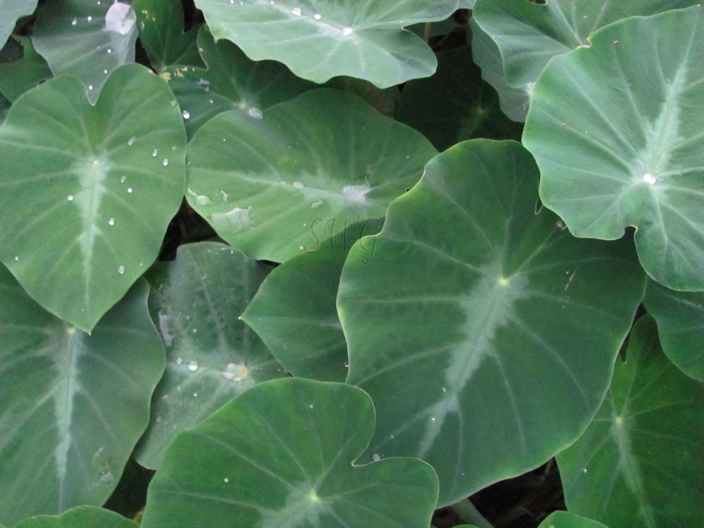 Colocasia fallax Dwarf Elephant Ear