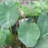 Colocasia esculenta Taro Green stem
