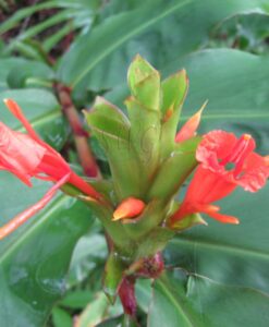 Hedychium Greenii scarlet ginger lily
