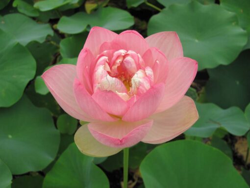 Nelumbo Lotus Perry Slocum