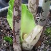 Amorphophallus Prainii Voodoo Lily