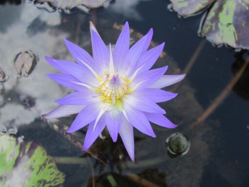 Nymphaea Tropical Star of Siam